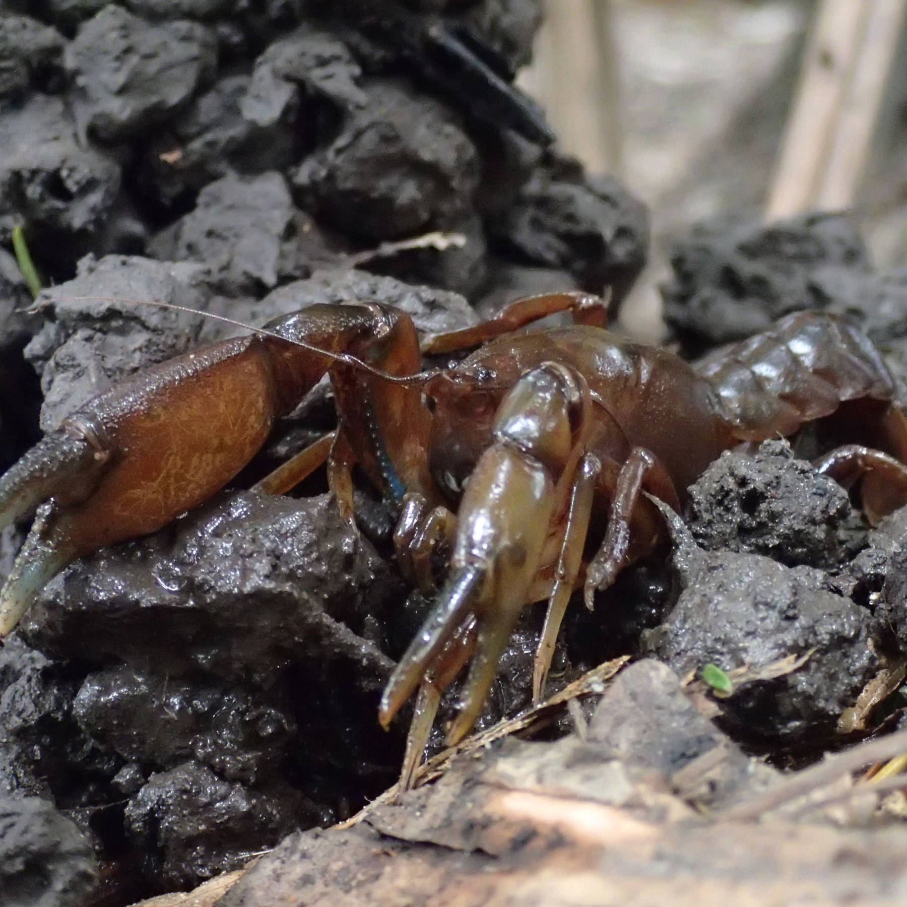 Engaeus granulatus (burrowing crayfish). Photo: Clare Hawkins.