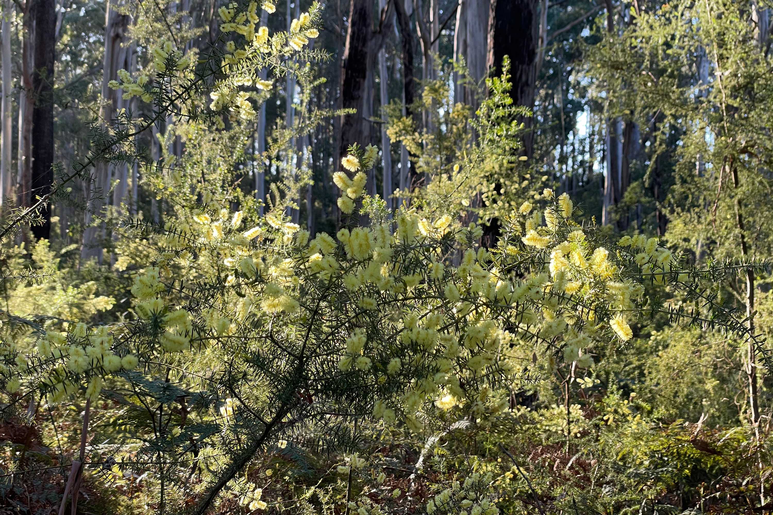 Prickly moses (Acacia verticillata)