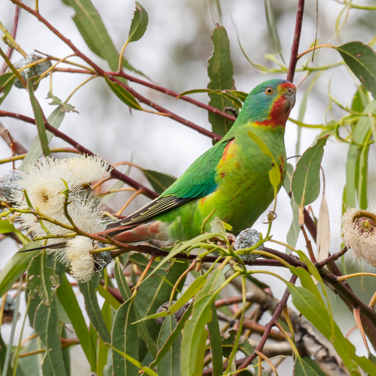 Extinction Matters BioBlitz 2023 | Kelcey Tier Greenbelt, 20–21 October ...