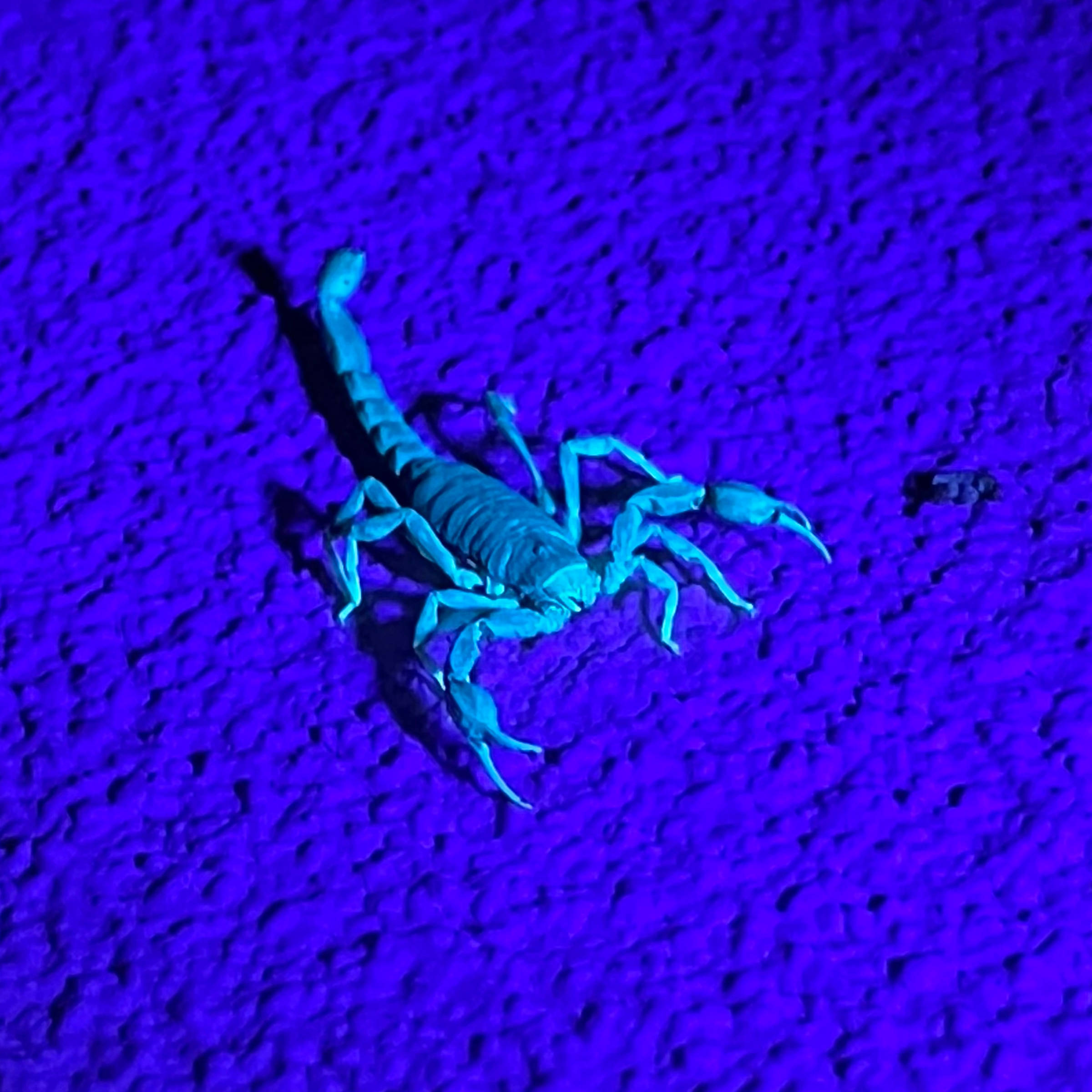 Wood scorpion under UV light. Photo: Clare Hawkins.